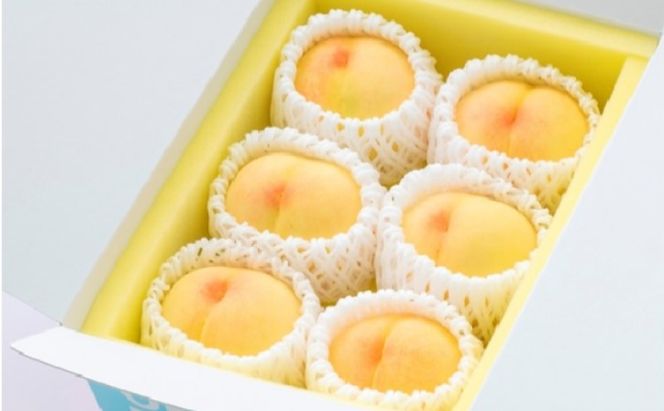 桃 2026年 先行予約 ご家庭用 岡山の 白桃 早生種 5～6玉 合計約1.3kg もも モモ 岡山県産 国産 フルーツ 果物 ギフト