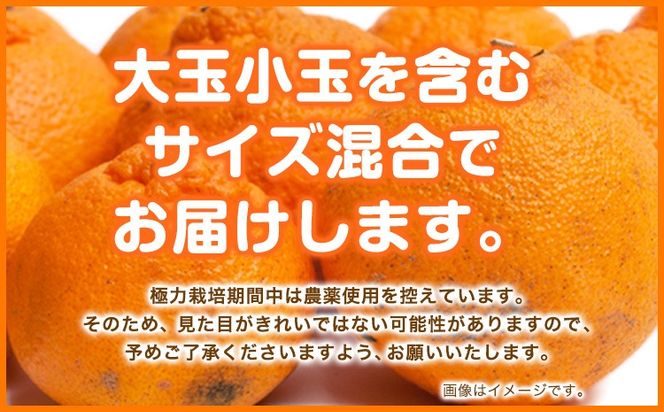 訳あり 不知火 デコポン 同品種 みかん ご家庭用 5kg+250g(傷み補償分) 池田鹿蔵農園 @日高町 《2月上旬-3月末頃より出荷予定》和歌山県 日高町 送料無料 しらぬい でこぽん 家庭用 訳あり不知火 訳ありデコポン 【配送不可地域あり】---wsh_idn335_2j3m_25_15000_5kg---