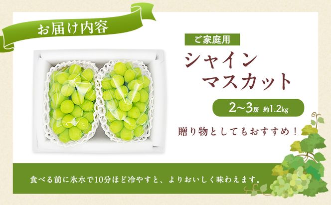 ぶどう 2026年 先行予約 ご家庭用 シャインマスカット 2～3房 約1.2kg ブドウ 葡萄  岡山県産 国産 フルーツ 果物 直送！せとうちバスケット 種なし 大粒 産地直送 デザート 