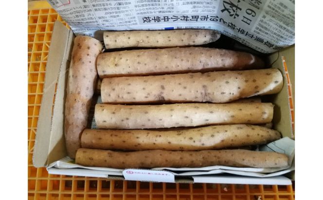 【鳥取県産】とろける触感 砂丘育ちの ながいも 2kg 313726_BW029