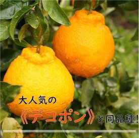 ZN6002n_【2027年先行予約】和歌山県有田産 不知火 5kg ひとつひとつ手選別で厳選！生産者から直送