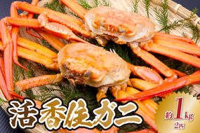 【活香住ガニ 約1kg×2匹 冷蔵】令和8年2月以降、順次発送予定 香住漁港 新鮮 香住ガニ かに カニ 蟹 紅ズワイガニ 紅ずわいがに 紅 新鮮 国産 鍋 かにすき 脚 足 爪 身 肩 おすすめ 返礼品 兵庫県 香美町 香住 日本海 宿院商店 33-34