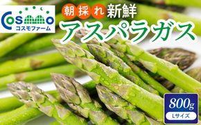 朝採り新鮮アスパラガス 800g【Lサイズ】 | 野菜 アスパラガス グリーンアスパラ 旬 とれたて 春野菜 春 朝採り 朝採れ とれたて 新鮮 みずみずしい サラダ 甘い お取り寄せ 産地直送 冷蔵 岐阜県 瑞穂市
