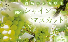 【兵庫県福崎産】「福崎から福咲を」 朝採れ ご家庭用 シャインマスカット ２kg 詰め合わせセット 福崎ぶどう園 ８月下旬から順次発送 ぶどう 数量限定