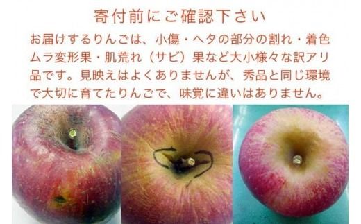 【訳あり】【年内配送】 サンふじ 約3kg 6～12玉 ［おぶせファーマーズ］ 年内発送 果物 フルーツ りんご 不揃い 規格外 家庭用 林檎 リンゴ ふじ 長野県 信州 数量限定 2025 令和7年産 【2025年11月中旬～12月下旬配送】 12月15日決済確定分まで年内配送