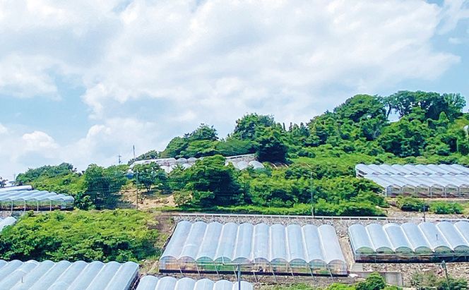 ぶどう 2026年 先行予約 【2回定期便】 シャイン マスカット 晴王 2房（合計約1kg） ブドウ 葡萄  岡山県産 国産 フルーツ 果物 ギフト デザート 食後 酸味が少ない 9月・10月にお届け ハレノフルーツ