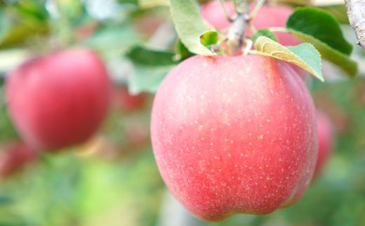 イーハトーヴ 訳アリ りんご 約５ｋｇセット《2026年3月より発送予定/予約受付》 【280-3】