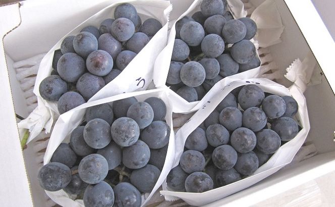 フルーツの里の直売所より 巨峰 果物類 ぶどう ※配送不可：離島