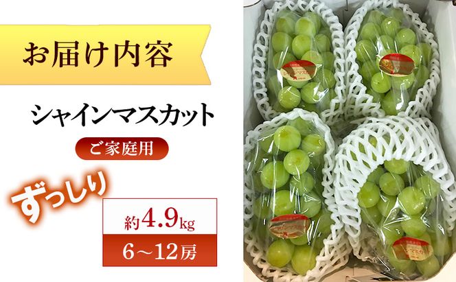 【8月31日（夏休み）までの期間限定価格!!】ご家庭用　シャインマスカット　ずっしり　約4.9kg