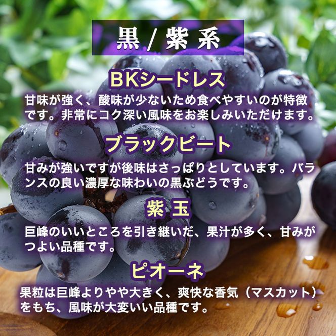 【令和8年産】ぶどう 2種類 セット 品種おまかせ 2kg 3～4房入 食べ比べ 旬 朝採れ 種無し 兵庫県産 農家直送  果物 果物類 フルーツ デザート ギフト 詰め合わせ  化粧箱入り 甘い