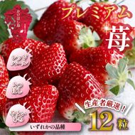 【生産者厳選】新鮮採れたて プレミアムいちご 12粒（苺 イチゴ いちご 大粒 フルーツ 2026 産地直送 贈答用 プレゼント 限定）