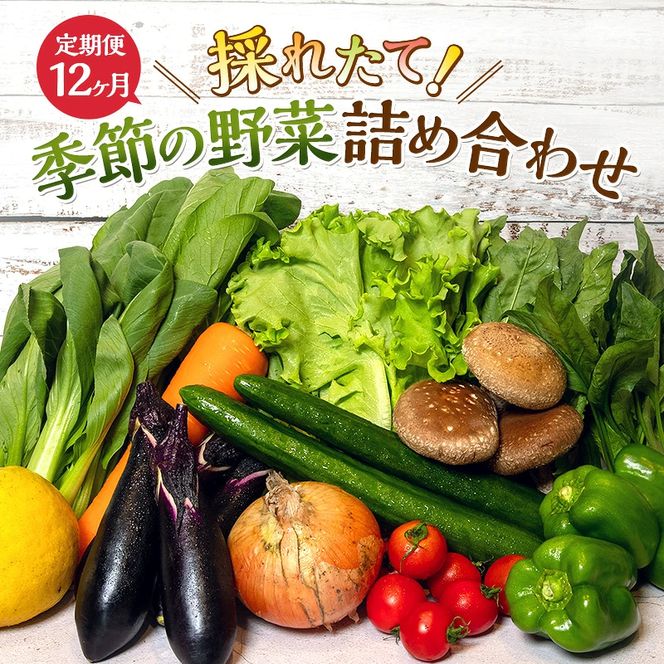 とれたて 野菜 パック 定期便 3回 季節の野菜 セット 詰め合わせ 8品前後 野菜セット 野菜詰め合わせ 3ヶ月 ジャガイモ 人参 大根 小松菜 白ネギ グリーンリーフ チンゲン菜 椎茸 トマト 水菜 葉ネギ 人気 厳選 静岡県