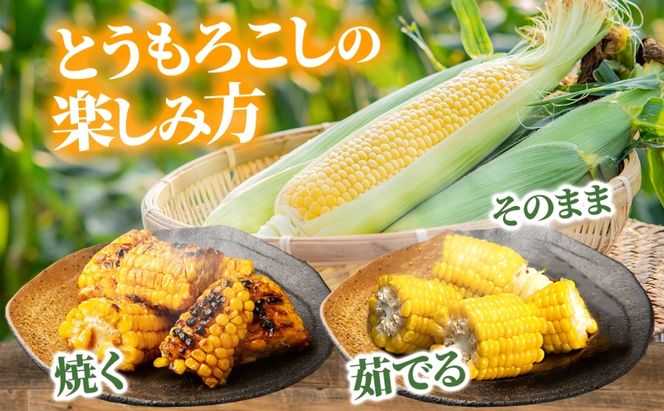 北海道産 とうもろこし 恵味 ゴールド 2L 8本 8月中旬～9月下旬頃お届け 朝採り 恵味 めぐみトウモロコシ スイート コーン 甘い 新鮮 先行受付 夏 野菜 産地直送 塩田農園 送料無料 北海道 洞爺湖町 