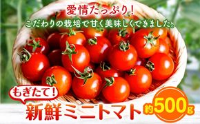 ミニトマト 約500g 出原農園 《1月上旬-5月末頃出荷》 岡山県 矢掛町 野菜 ミニトマト もぎたて 新鮮---osy_iktmt_af15_24_5500_500---