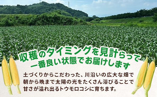 とうもろこし 味来 家庭用 5本 訳アリ トウモロコシ 宮城県産 甘い 夏 朝採れ 訳あり 産地直送 宮城県 大河原町
