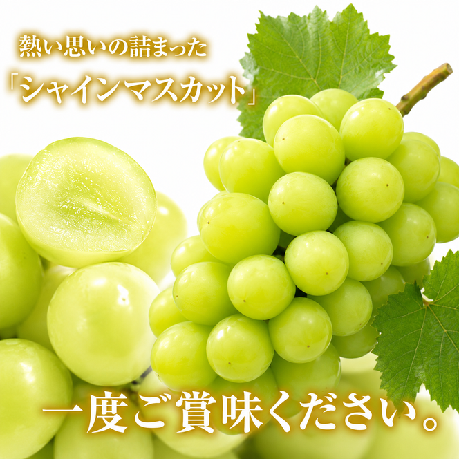 シャインマスカット 約2kg 3～5房 ぶどう 葡萄 フルーツ 岡山 高梁市産 2026年 先行予約 果物類 果物 