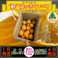 1・4月発送 全2回 定期便 紅はっさく マニア 貯蔵 ＆ 木成完熟 訳あり傷多め L または M 5.5kg 茶箱 和歌山 有田 南泰園 BS190