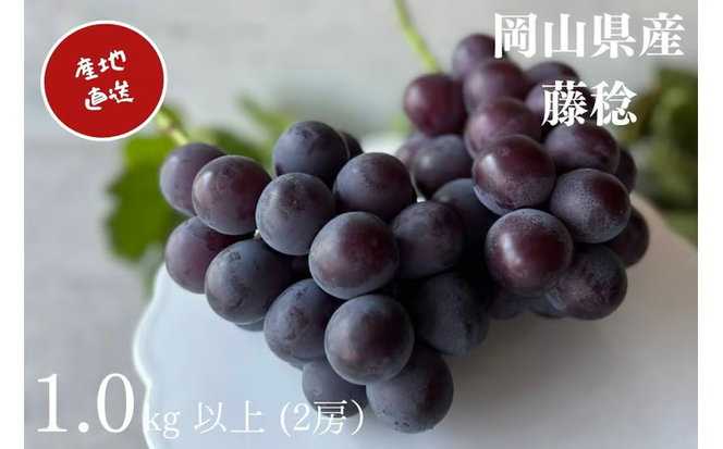 【2026年先行予約】 厳選 岡山県産 藤稔 1.0㎏以上（2房） 産地直送 朝採れ ぶどう 葡萄 先行予約 フルーツ 果物 真庭市 フルーツ王国 珍しい 甘い【kgftmt007-02】