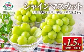 シャインマスカット約1.5kg (約2～3房)《田子農園》■2025年発送■※9月上旬頃～11月上旬頃まで順次発送予定