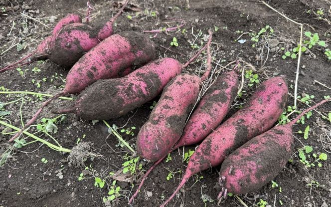 【2026年先行予約】蒜山の柴田さん家の紅はるか 5kg / さつまいも 紅はるか 岡山県 真庭市 蒜山 【sbta002-01】
