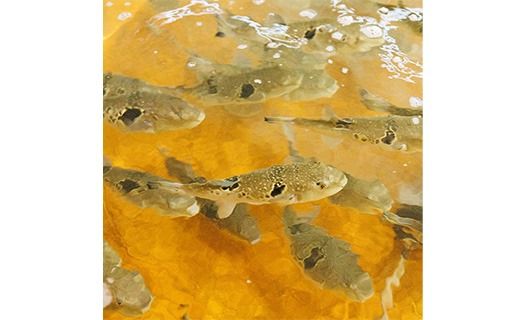 ＜ 訳あり ・ 簡易包装 ＞ 豊後水道 とらふぐ 切り身 (計1.2kg) ふぐ フグ トラフグ ふぐ鍋 唐揚げ ふぐちり てっちり 小分け 切身 切り身魚 切身魚 大容量 国産 冷凍 養殖 岬ふぐ【JJ002】【浪井丸一水産】