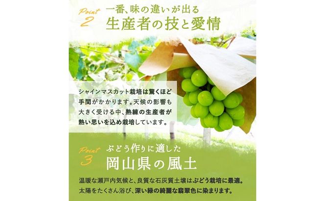 ぶどう 2026年 先行予約 シャイン マスカット 晴王 1房 700g前後 ブドウ 葡萄  岡山県産 国産 フルーツ 果物 ギフト 岡山のブドウ デザート 食べ物 日本産 