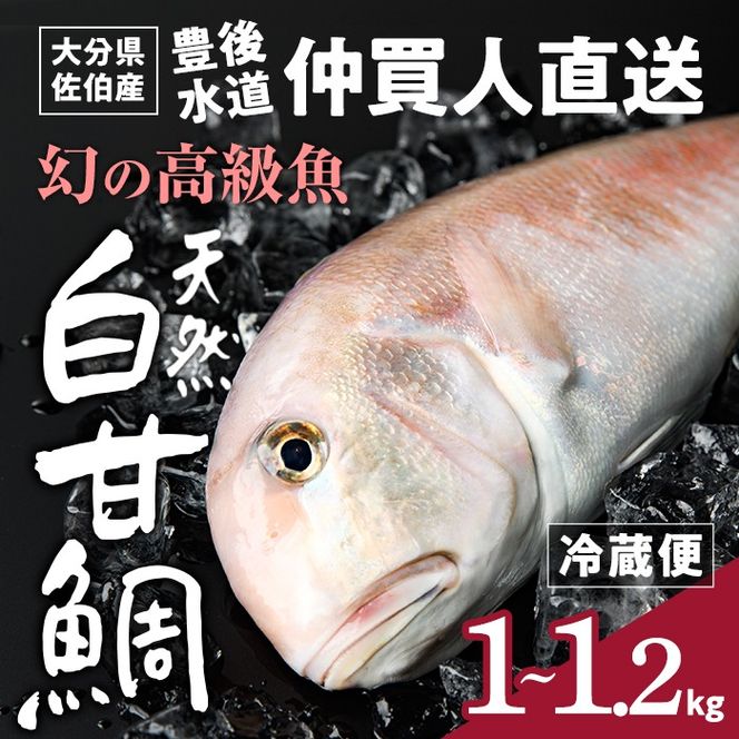 白甘鯛 幻の 高級魚 (1尾・1-1.2kg) 魚 鮮魚 甘鯛 冷蔵 シロ アマダイ 鯛 高級 大分県 佐伯市 【FZ007】【波平食堂】（大分県佐伯市）  | ふるさと納税サイト「ふるさとプレミアム」