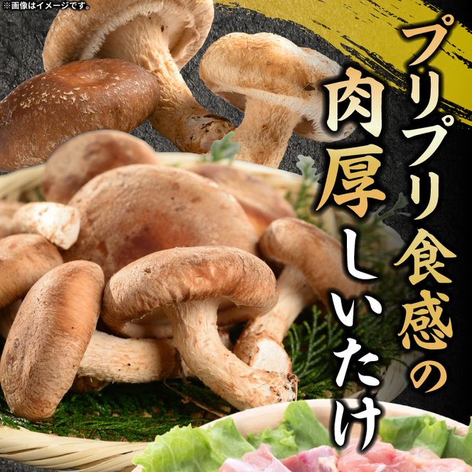 【名古屋コーチン入り】駒来しいたけの駒丼（こまどん）［131L03］しいたけ丼 シイタケ丼 椎茸丼 名古屋コーチン コーチン肉付き 親子丼 地鶏 日本三大地鶏 国産 鶏 鶏肉 レトルト 常温 非常食 湯煎 レンジ どんぶり 丼 丼ぶり 簡単調理 コク 旨み 名古屋コーチン入り しいたけ 駒丼 どんぶりのもと 丼の素 230g 4箱 肉厚 濃厚 だしの旨味 お取り寄せ 愛知県 小牧市 送料無料