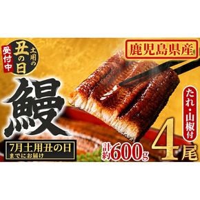 【0204348a-2607】＜土用の丑の日までにお届け＞東串良町のうなぎ蒲焼(無頭)(4尾・計約600g・タレ、山椒付) うなぎ 高級 ウナギ 鰻 国産 蒲焼 蒲焼き たれ 鹿児島 ふるさと 人気 丑の日 【アクアおおすみ】