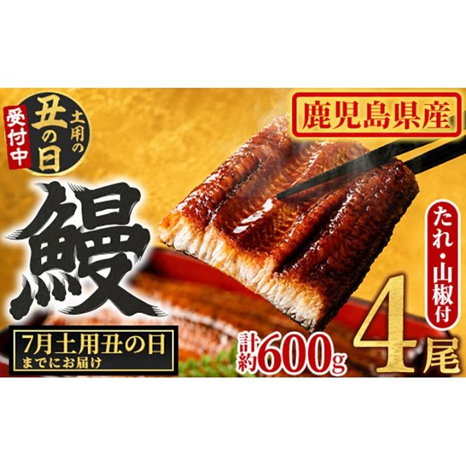 【0204348a-2607】＜土用の丑の日までにお届け＞東串良町のうなぎ蒲焼(無頭)(4尾・計約600g・タレ、山椒付) うなぎ 高級 ウナギ 鰻 国産 蒲焼 蒲焼き たれ 鹿児島 ふるさと 人気 丑の日 【アクアおおすみ】