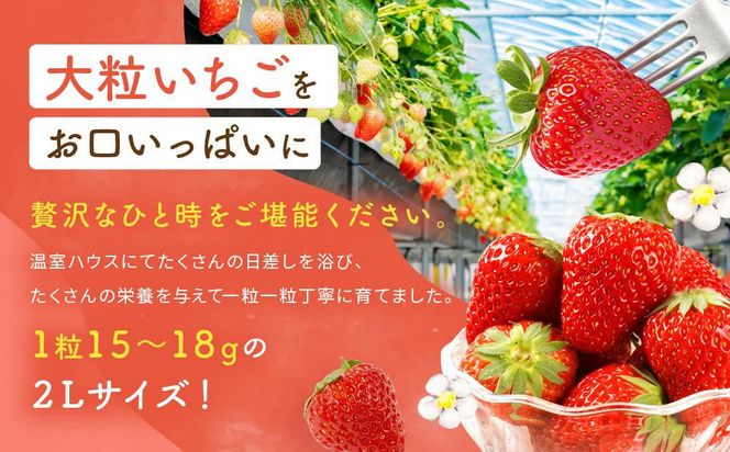 【2027年発送！3か月定期便】2Lサイズ 静岡いちご「紅ほっぺ」40粒　総重量約600ｇ　【20粒（約300ｇ）×2トレイ】 数量限定　人気　リピート多数 222232_DD006