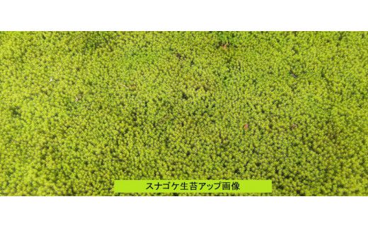 M-101 スナゴケ生苔3シート1セット【北海道・沖縄・離島　配送不可】