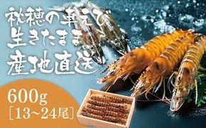 D024 活きあいおえび600g（13～24尾）