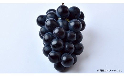 【 訳あり 】ナガノパープル 3kg 【2026年9月上旬発送開始】(茨城県共通返礼品：大子町) ぶどう 葡萄 ブドウ 果物 フルーツ 果実　 わけあり ワケあり ご自宅用 ご家庭用 自分用