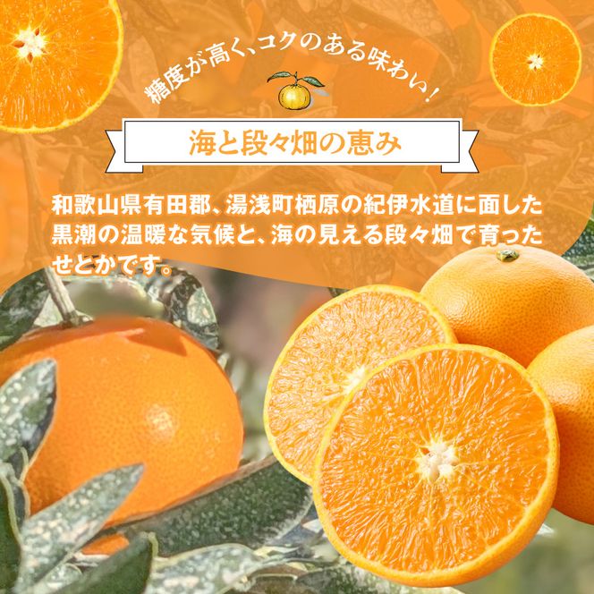 DZ6208_訳あり せとか 和歌山 有田 2S～3Lサイズ混合 約3kg