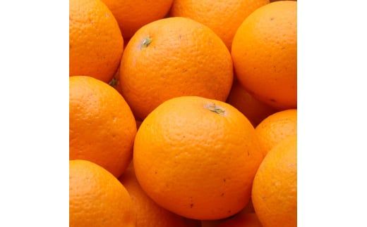 ＜2月より発送＞厳選 清見5kg+250g（傷み補償分）【光センサー食頃出荷】【樹上完熟きよみオレンジ・清見タンゴール・清美】【ikd198B】