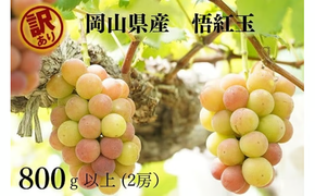 【2026年先行予約】ぶどう岡山県産 【訳あり】 悟紅玉800g以上（2房）産地直送 朝採れ / ぶどう 葡萄 ブドウ 先行予約 くだもの フルーツ 真庭市【kgftmt019-02】