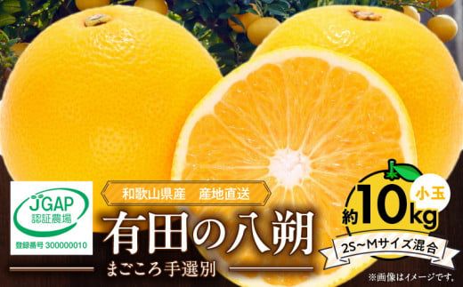 【2027年先行予約】和歌山県産 有田の 八朔 (はっさく) 約10kg 小玉 【2S～Mサイズ混合】まごころ手選別 _ZE6154n