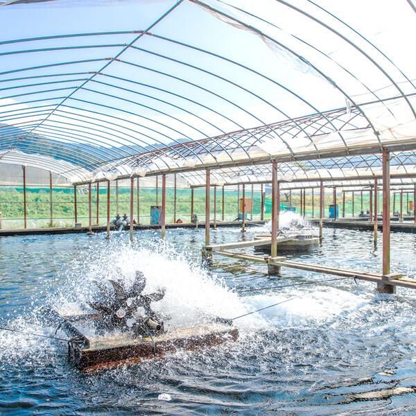 【先行予約】2026年7月上旬より発送開始　若鮎(生鮎)3.1㎏【冷蔵】 N070-YC230_1