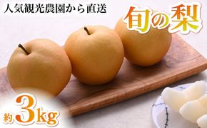 【観光農園直送！】旬の梨詰め合わせ 3kg（梨 なし ナシ 果物 フルーツ 限定）