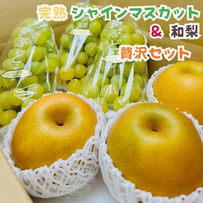 ［先行予約・2026年発送］朝採れ完熟シャインマスカットと和梨 贅沢セット 約3kg  AO069