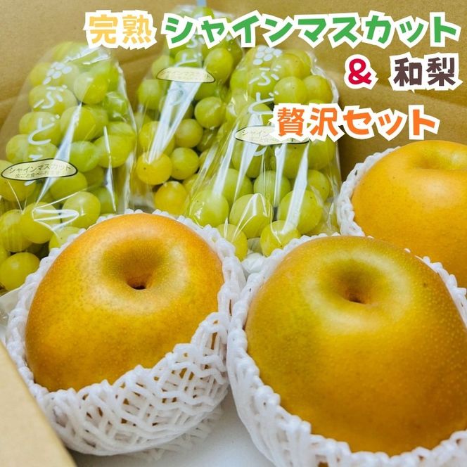 ya̎RLc쒬zms\E2026Nn̂ꊮnVC}XJbgƘa ґZbg 3kg  AO069