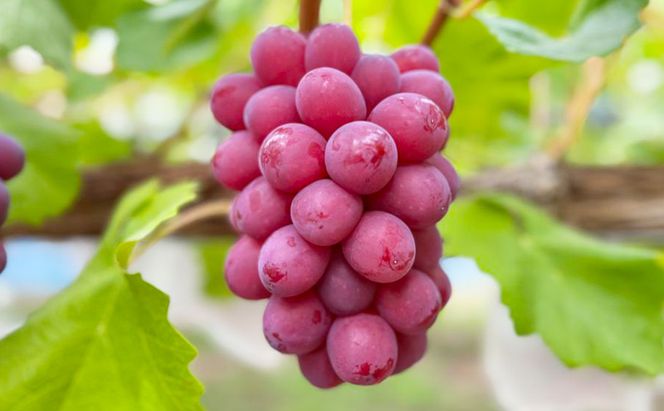 【先行予約／2026年9月発送】クイーンルージュ(R)約2kg 3～5房 重量保証 信州 小諸 果物 フルーツ ぶどう ブドウ 種無し 甘い 完熟 季節限定 贈答用 大粒 産地直送 新鮮 お取り寄せ こだわり ギフト