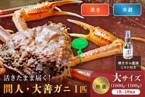 【蟹の匠 魚政】京丹後市産 活きたまま届く！　間人ガニ大善ガニ 特撰 大サイズ（1000～1100g) 1匹　香味ミスト付き(1月～3月発送）　UO01406