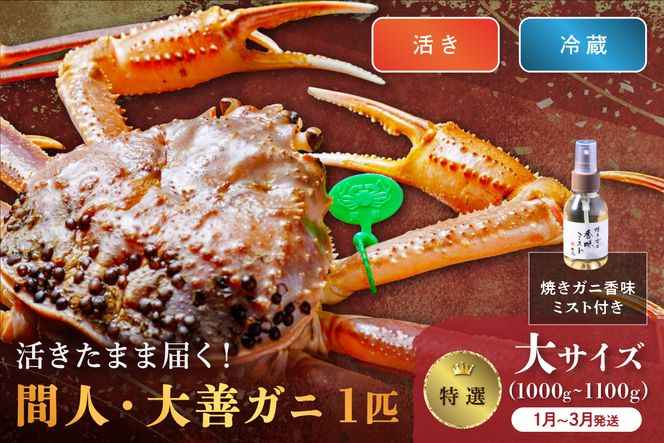 【蟹の匠 魚政】京丹後市産 活きたまま届く！　間人ガニ大善ガニ 特撰 大サイズ（1000～1100g) 1匹　香味ミスト付き(1月～3月発送）　UO01406