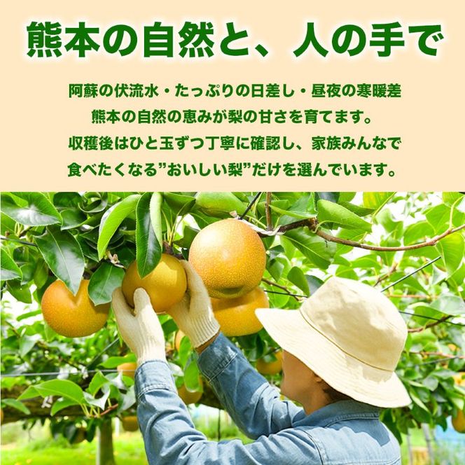 【amazon価格】新高梨 約5kg（6～16玉）【梨 なし 果物 フルーツ デザート 食後 熊本県産】※配送不可：離島