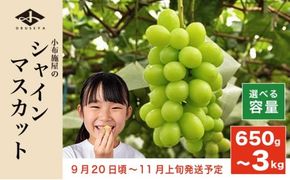 シャインマスカット 約650g 約1.1kg 約1.4kg 約2kg 約3kg 選べる内容量 ［小布施屋］ フルーツ 果物 くだもの ぶどう 葡萄 ブドウ 数量限定 クール便配送 長野県産 産地直送 先行予約 送料無料 2025 2025年発送 令和7年産 【2025年9月20日頃～11月上旬発送】