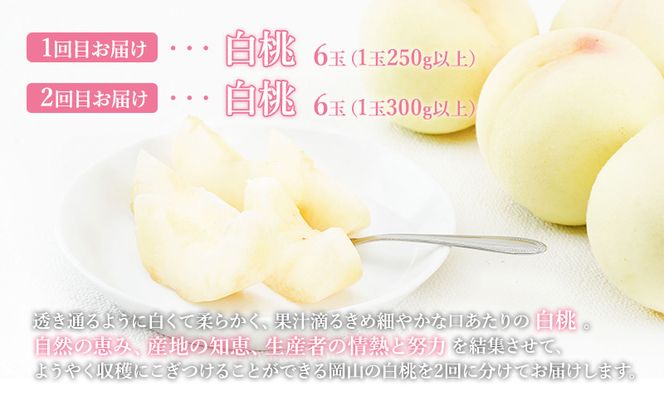 桃 定期便 2027年 先行予約 晴れの国 岡山 の 白桃 ×2回 お届け 1回目 白桃 6玉（1玉250g以上）／2回目 白桃 6玉（1玉300g以上） 化粧箱入り もも モモ 岡山産 国産 フルーツ 果物 ギフト