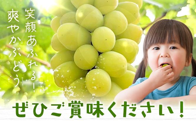 【先行予約】たたらみねらる ほほえみ 選べる 1房(約650g) 2-3房(約1.3kg) Ｙ＆Ｇ．ディストリビューター株式会社《2026年8月中旬-10月上旬頃出荷》岡山県 笠岡市 果物 フルーツ ブドウ お取り寄せフルーツ シャインマスカット の交配品種---Y-43---