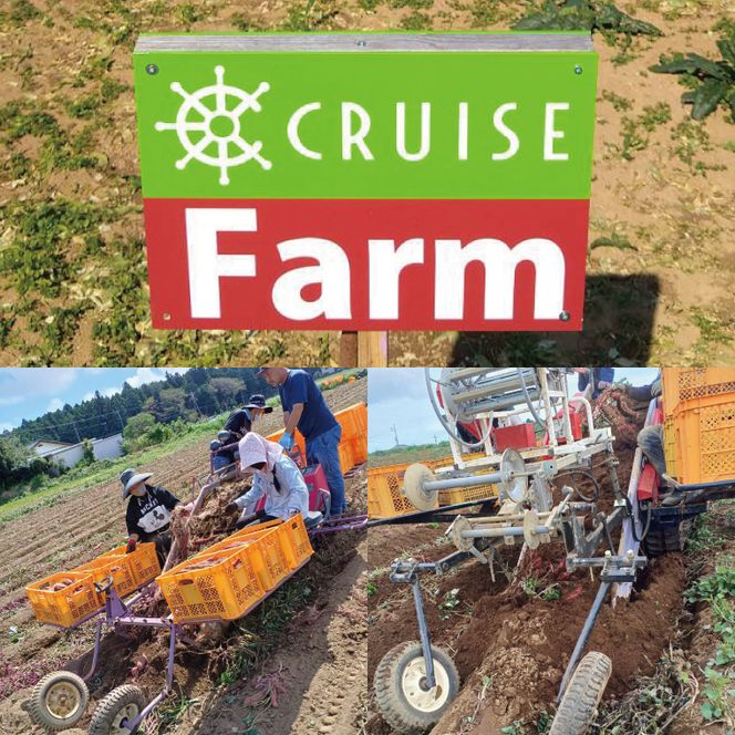 【2025年9月より順次発送】さつまいも(紅はるか) 約5kg｜さつまいも 芋 サツマイモ 紅はるか 先行予約 茨城県 行方市(HP-1)